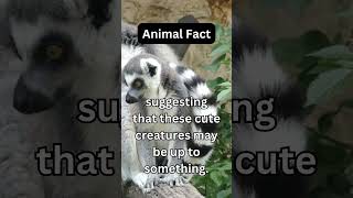 A group of lemurs is called a "conspiracy"...