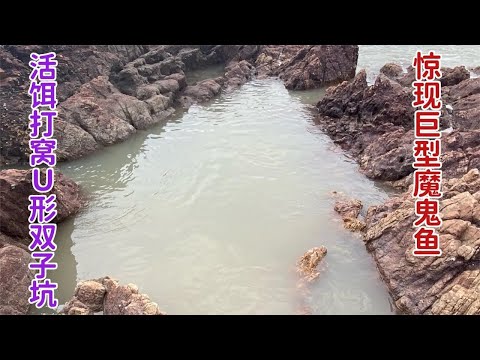 【阿向趕海】活餌窩 驚現魔鬼魚重達十幾斤 海鱸魚氾濫成災 簡直不要太幸福