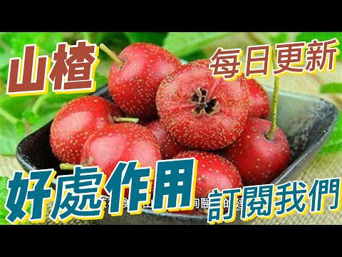 EP147 山楂Hawthorn的好處與作用 改善心血管功能 改善睡眠 健康  養生 天然 食療 原