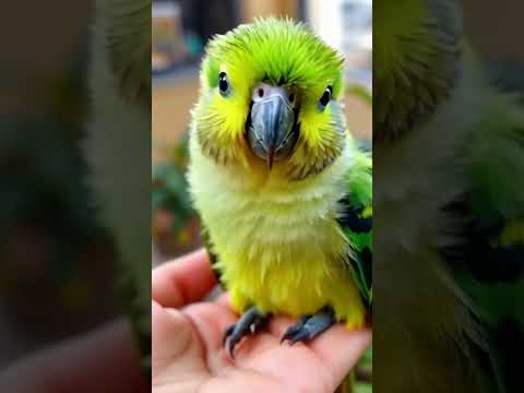 "Beautiful Parrot ❤️ | Stunning Colors & Adorable Moments"