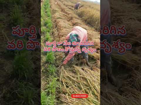 పాపం రైతుల కష్టాలు...🌾#paddy #shortvideo #pleasesubscribe #pleasesupport