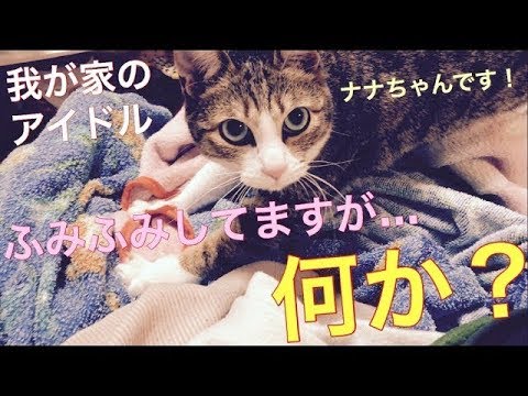 ふみふみする　ネコ