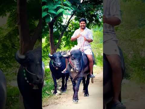 Bull Ride. @nagiyadav