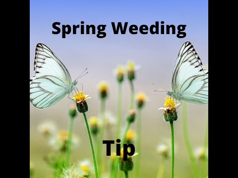 spring weeding tip #shorts