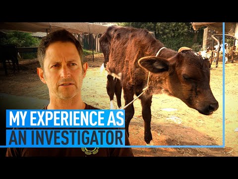 My Experience As An Investigator: Ariel Nessel's Testimony From Farms In India