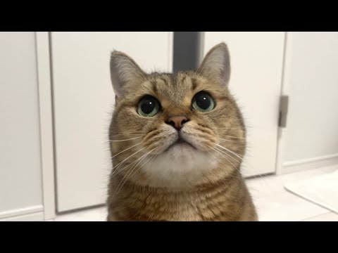 「この猫こんなカワイイ顔してとんでもない雄叫びあげます」