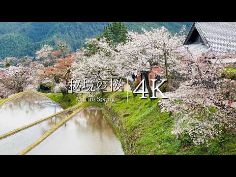 [Unexplored village in Mie] Visit the cherry blossoms of Mitaki - JAPAN in 4K