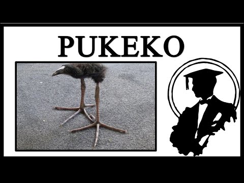 Meet The Pukeko