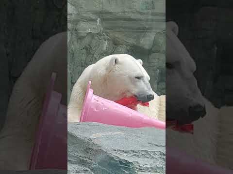 ホッキョクグマ豪太の「眠い顔」でも「寝ない顔」 #男鹿水族館GAO #男鹿水族館 #ホッキョクグマ