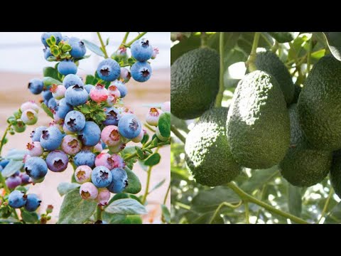 Use of Chelates in Avocado and Blueberry crops