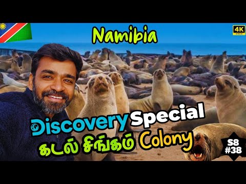 🦭African Sealion Colony தமிழில்👍| 🇳🇦 Namibia Ep7