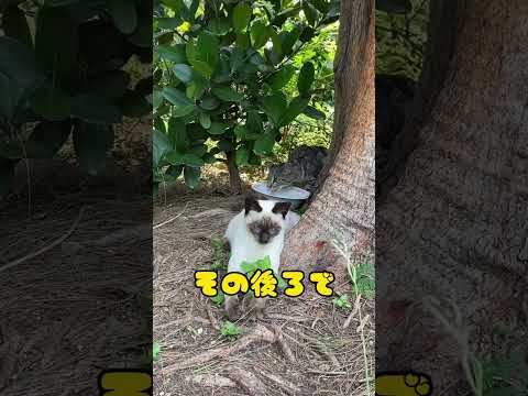 【夏バテ⚠️】水分補給大事。 #shorts #猫 #cat