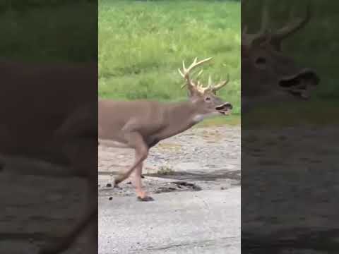 what happens when a snake bites the Deer🦌#wildlife #nature #Deervssnake