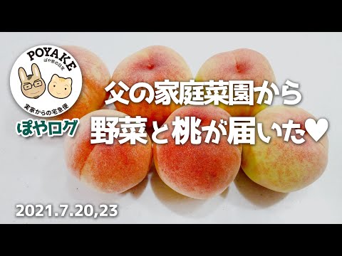 父が作った野菜と桃が届いたよー☺【ぽや家 #Shorts｜007】#ありがとう