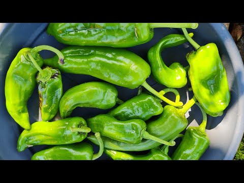 Sweet pepper (green pepper) harvest - why now?