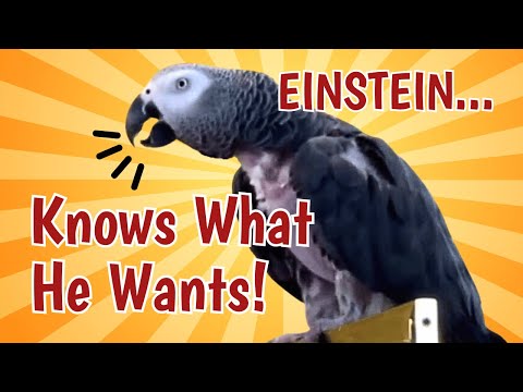 Einstein the Parrot Knows Exactly What He Wants!