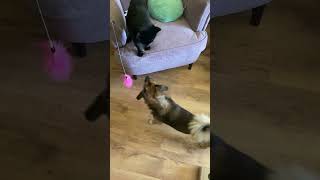 Funny black cat attacking the dog) #funny #cat #cats #blackcat #blackcatsrule #shorts