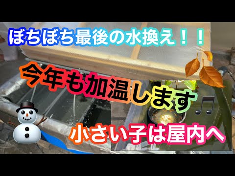 (メダカ)室内隠れ家始動！少しずつ最後の水換えしていこう。休日enjoy😄