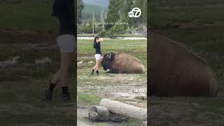 Despite warnings, woman approaches bison for selfie in Yellowstone