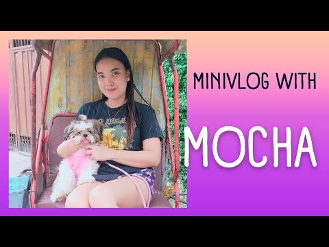 Minivlog#3 facts about mocha.#dogfacts #shortsvideo #shorts #shitzu #shitzulover #bestfriend