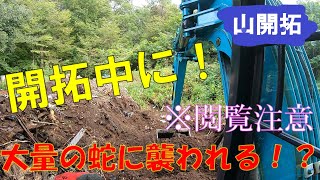 【山開拓】ユンボで開拓中に大量の蛇に襲われる⁉