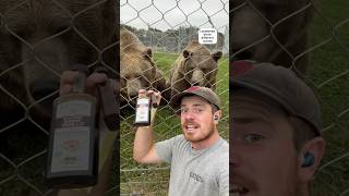 Funny Brown Bear Enrichment! #animals #bears #coolanimals