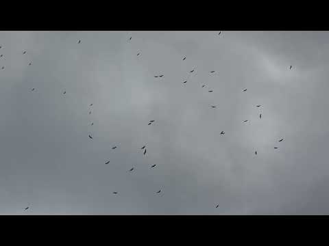 Kettle of Vultures Migrates from Africa to Europe, Soaring Above Rock of Gibraltar