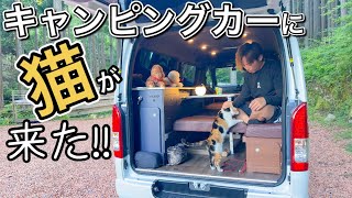 猫とキャンピングカーでソロキャンプ！人馴れしすぎて一緒に寝ましたw【三毛猫】