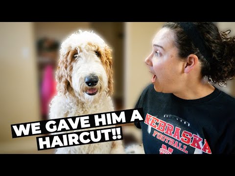 CUTTING OUR DOG'S HAIR! | Goldendoodle Puppy | FIRST TIME DIY DOG GROOMING