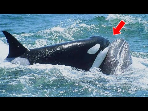 Killer Whales Attack a Helpless Baby Whale - You Won't Believe Who Came to the Rescue!