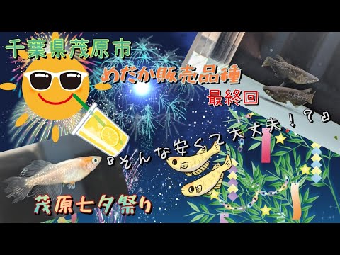 2024年7月27日・28日に開催される。千葉県茂原市で一番盛り上がるイベント『茂原七夕祭り』めだか販売の品種紹介最終回！そんな安くて大丈夫〜！？初心者もお手軽に始められるメダカ