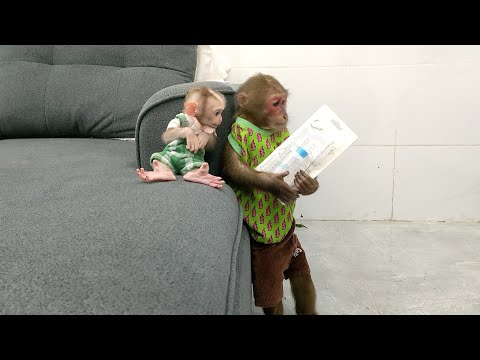 Kobi secretly did something unexpected to comfort baby Monkey Mon