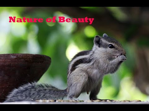 Animals Beauty In The Nature - Beauty of Animals In Nature - Pets and Animals Beauty