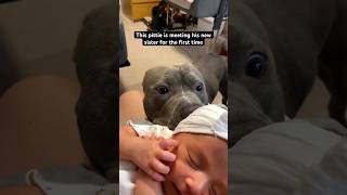 This Pittie Is Obsessed With His New Little Sister | The Dodo  #thedodoanimals #dog