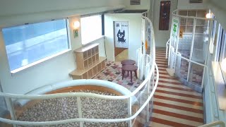 The train with a wooden ball pool where children play is the sightseeing limited express "Aso Boy".