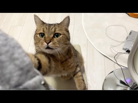 猫がもはや普通に話しかけてくるようになったんだが…??