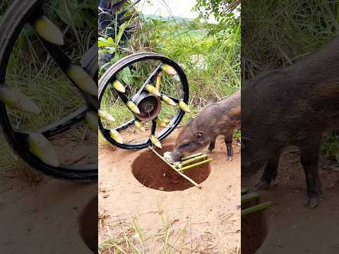 Amazing Skill Building wild boar trap Make. By Motorcycle Machinery & hole#skilltrap #animals