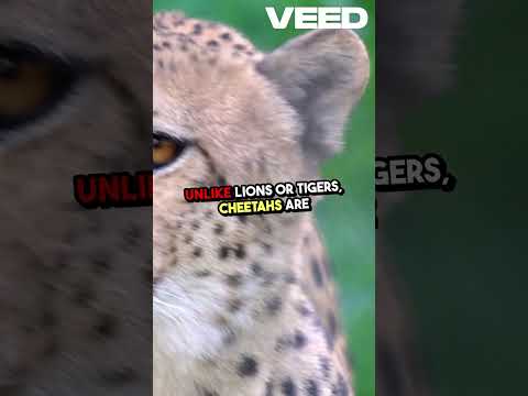 Unbelievable Speed  Meet the Cheetah!  #animalshorts #wildlife #facts #animals