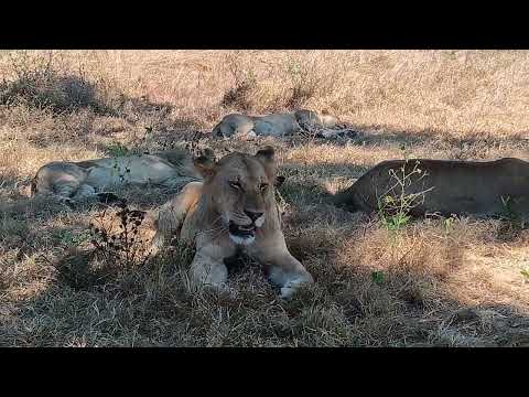 Lazy Lions - Africa | Safari Adventure in Tanzania's Mikumi National Park