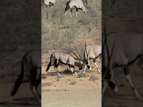 Fight Between Two Male Gemsbok Oryx Gazella/Animal Fight To Death/Animal Attack Video 2022/BBC EARTH