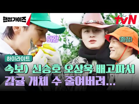 Are you picking or eating tangerines🍊 #highlight #HandsomeGuys EP.6