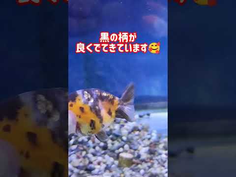 [金魚]　キャリコらんちゅう　Mの文字が浮き出てきたよ😝サイズ的にはまだ…#goidfish