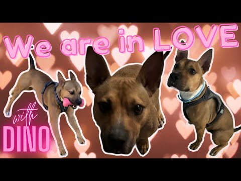 We Are in Love with Dino! #happyvalentinesday