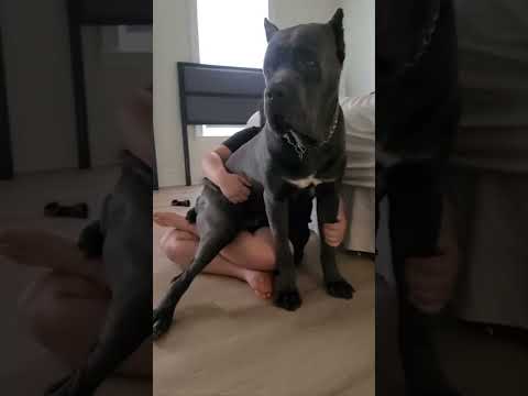 Cane Corso Puppy