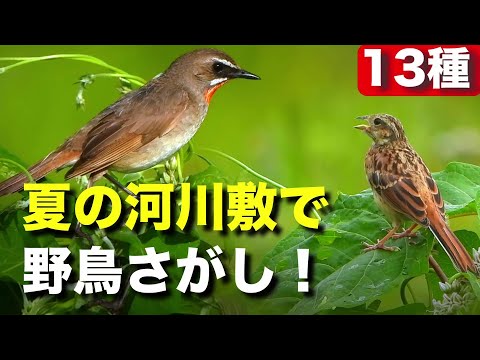 初登場の野鳥や水浴びを観察してみよう！