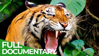 Wildlife - The Fascinating World of Wild Animals | Full Series | Free Documentary Nature