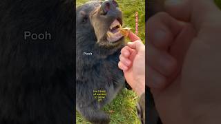 The animals LOVE peanut butter! #animals #animalsofyoutube #coolanimals #dangerousanimals