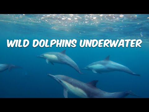 Underwater Look at Wild Dolphins off Dana Point 🐬