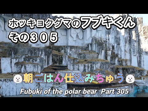 ホッキョクグマのフブキくん（３０５）🐻‍❄️朝ごはん仕込みちゅう🐻‍❄️（東山動植物園）Fubuki of the polar bear Part 305