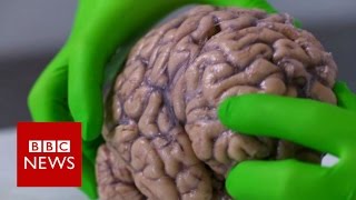 Up close with a human brain - BBC News